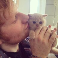Ed Sheeran's pet Graham