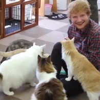 Ed Sheeran cat2