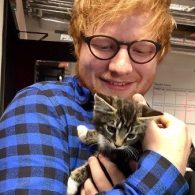 Ed Sheeran cat3