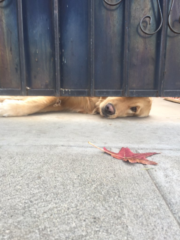 Elisa and Ralph the Retriever