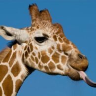 Michael Jackson's pet Giraffes