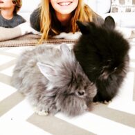 Gwyneth Paltrow's pet Rabbits