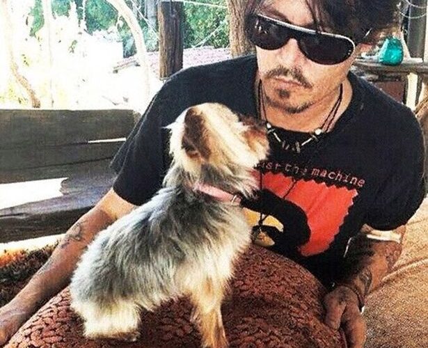 Johnny Depp & Amber Heard in an Apology Video for Dog Smuggling in Australia