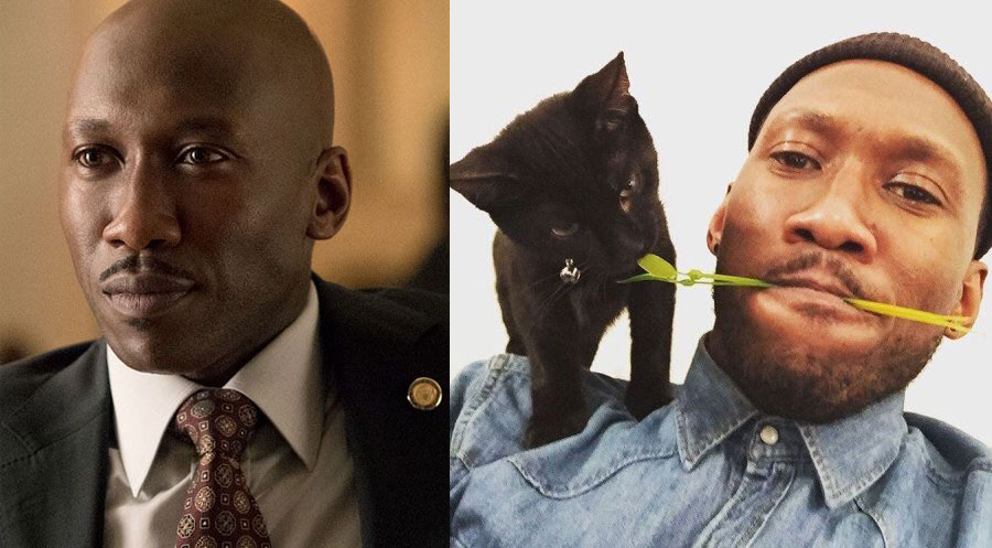 Mahershala Ali - Nas - cat