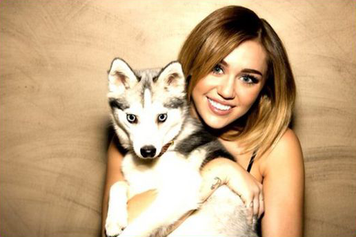 Miley Cyrus - Husky Klee Kai - Floyd