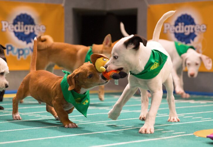 Puppy Bowl XIII – 5 Furry Facts