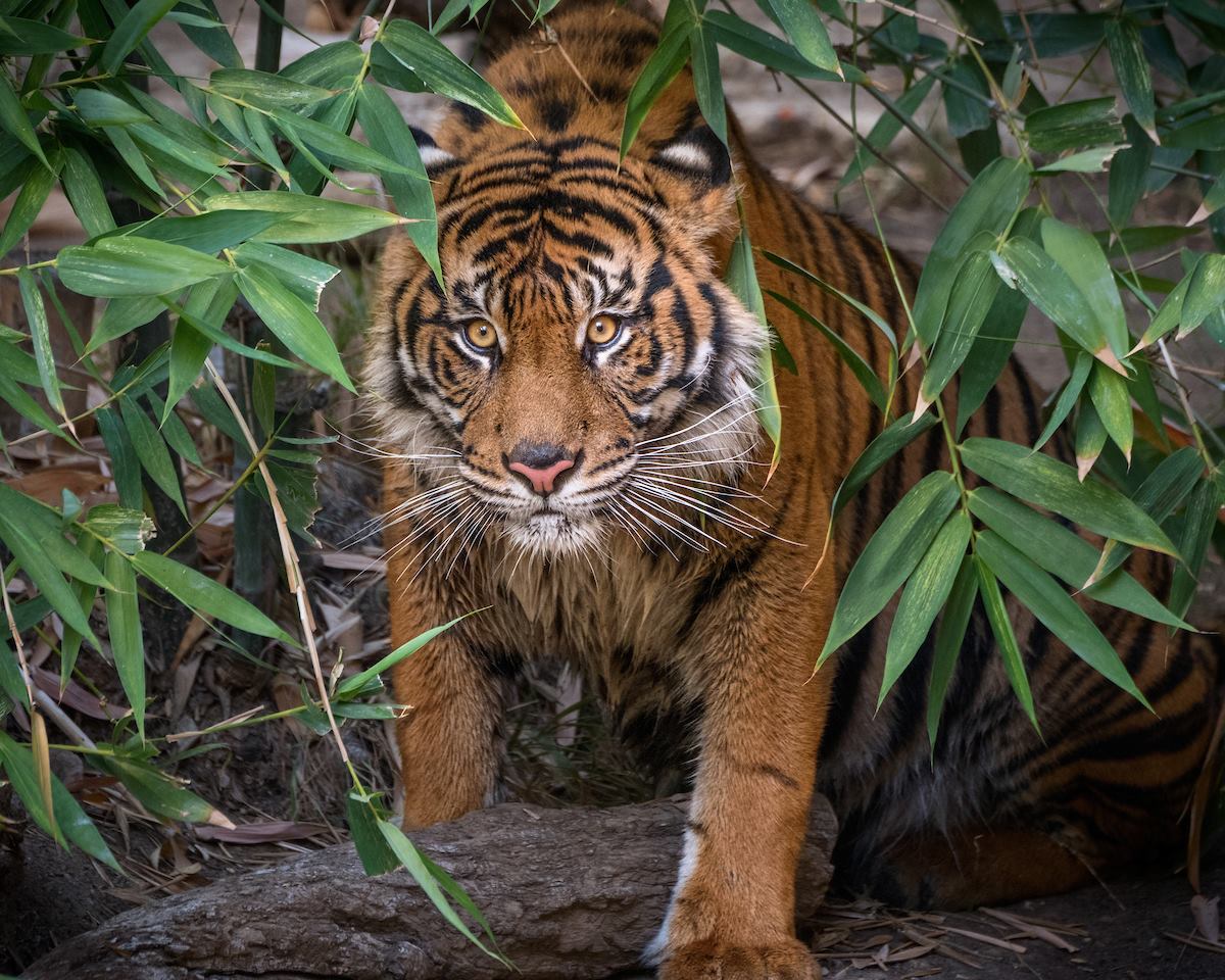 Sumatran Tiger LA Zoo