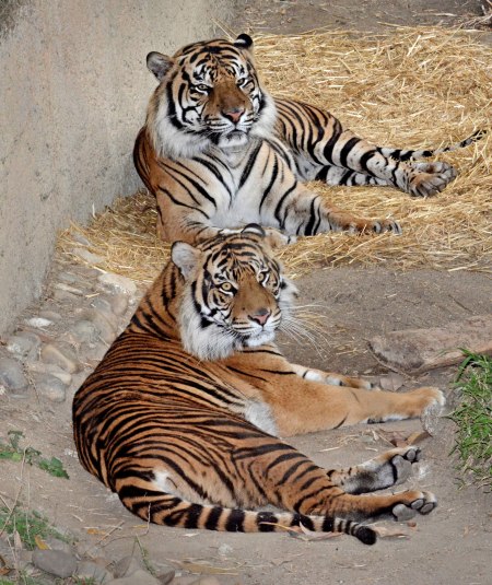 Sumatran Tiger LA Zoo