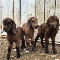 Joanna Gaines' pet Goat Triplets