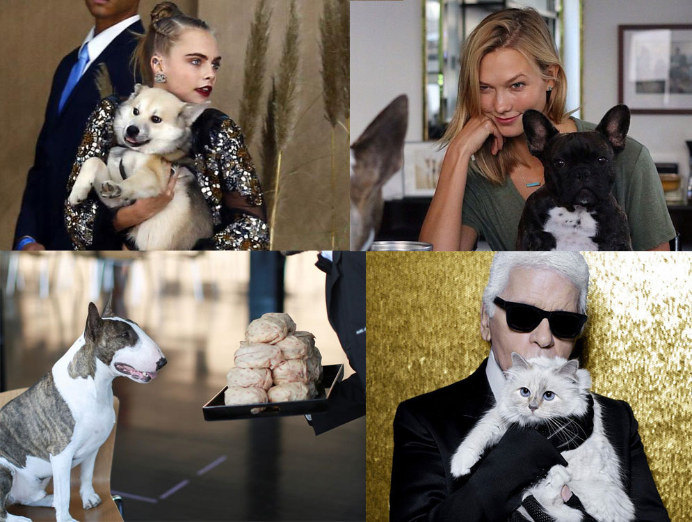 Designer Pets of the Fashion World and Their Celebrity Parents