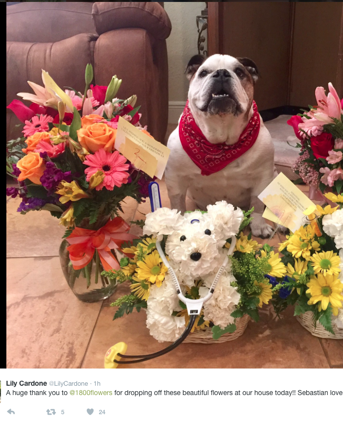Looking for Valentine’s Day ideas? How about Dog Flowers. - Celebrity Pets