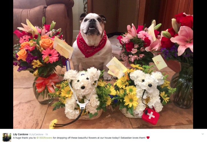 Looking for Valentine’s Day ideas? How about Dog Flowers.