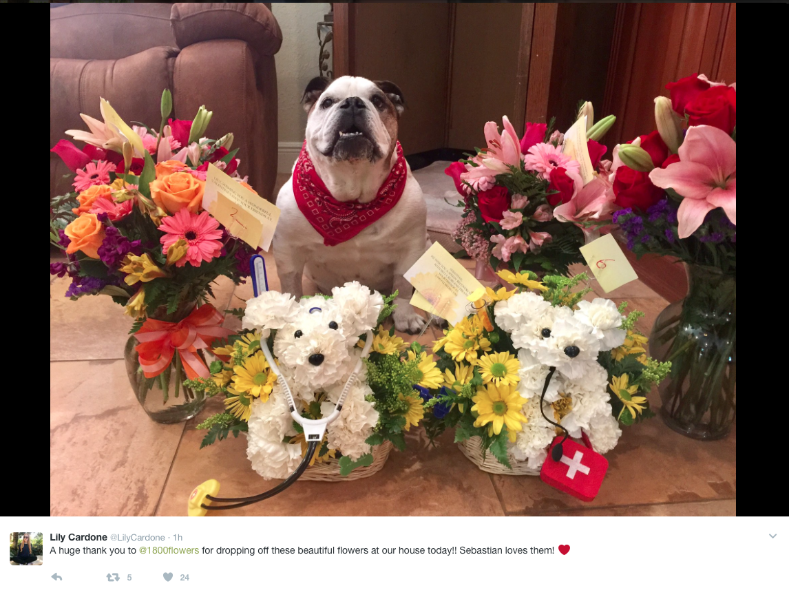 Looking For Valentine S Day Ideas How About Dog Flowers Celebrity Pet Worth