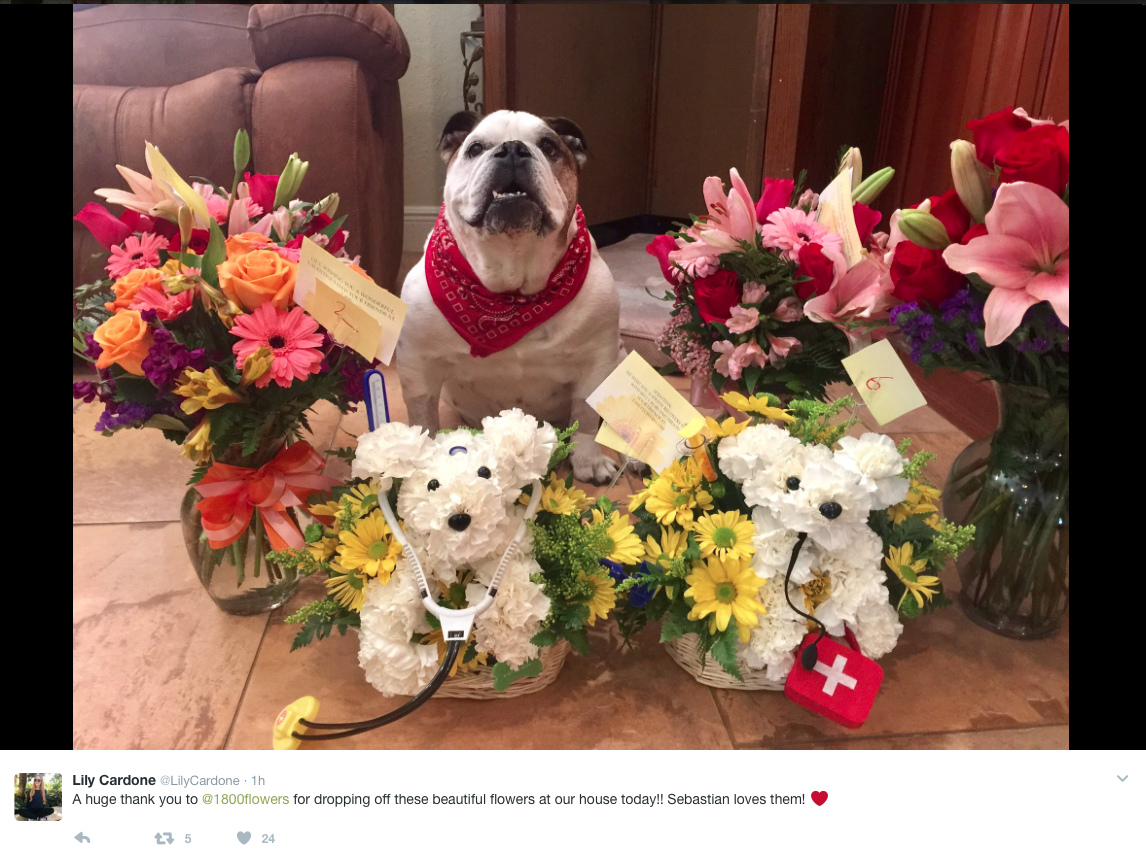 Dog Flowers - Sebastian get well soon