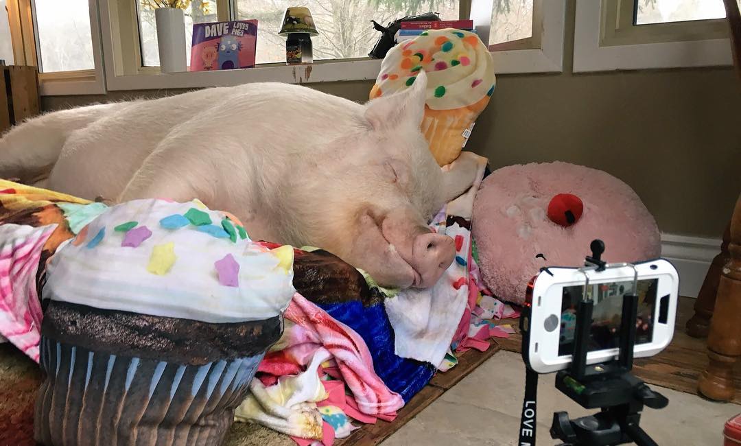 Esther The Wonder Pig - sleeping cupcakes