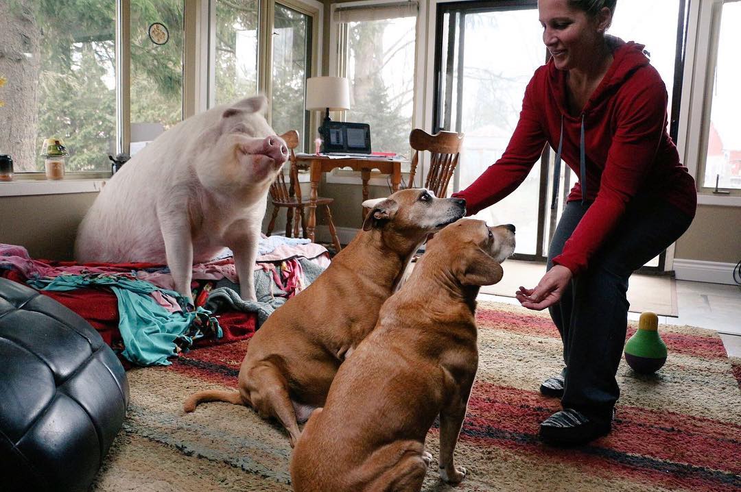 Esther The Wonder Pig with The Dogs