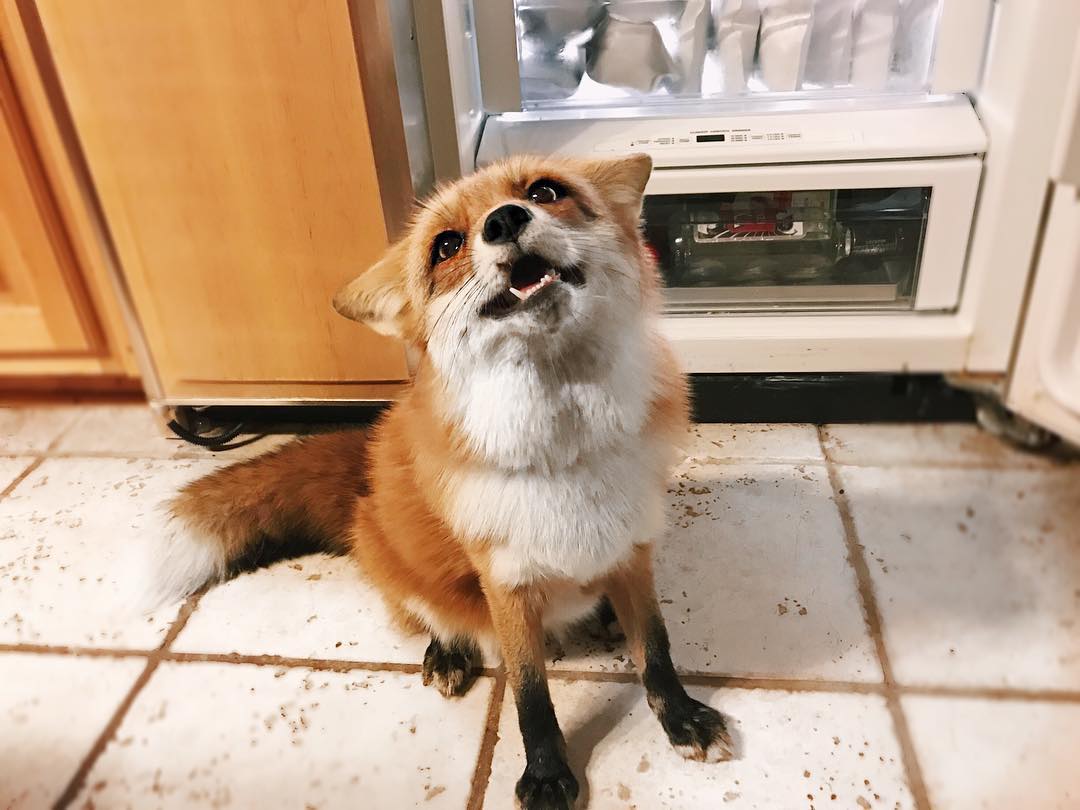 Juniper Fox - Happy Instagram
