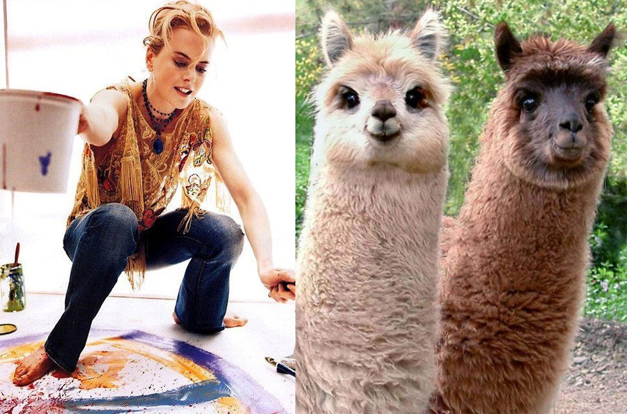 Nicole Kidman - Alpacas