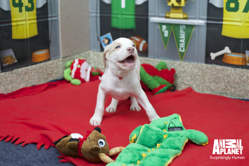 Puppy Bowl