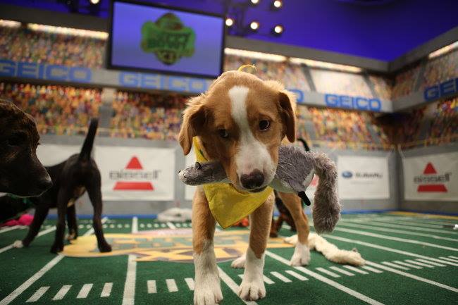 Puppy Bowl XII - Second Half