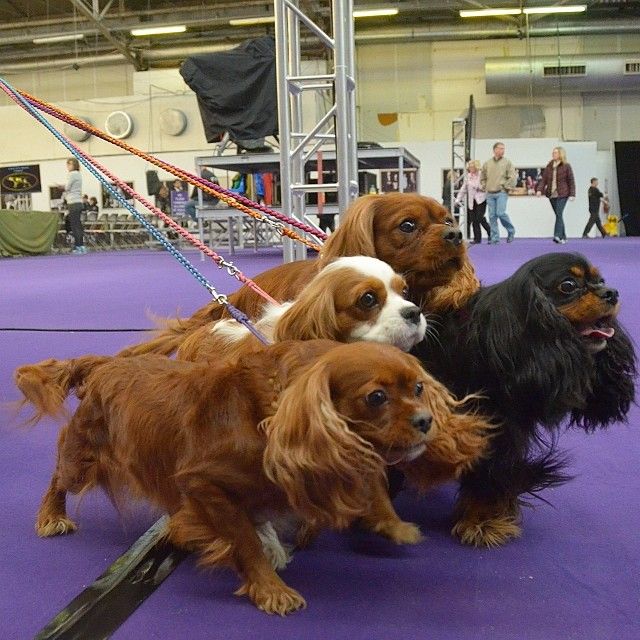 Westminster Dog Show - Dog Lineup