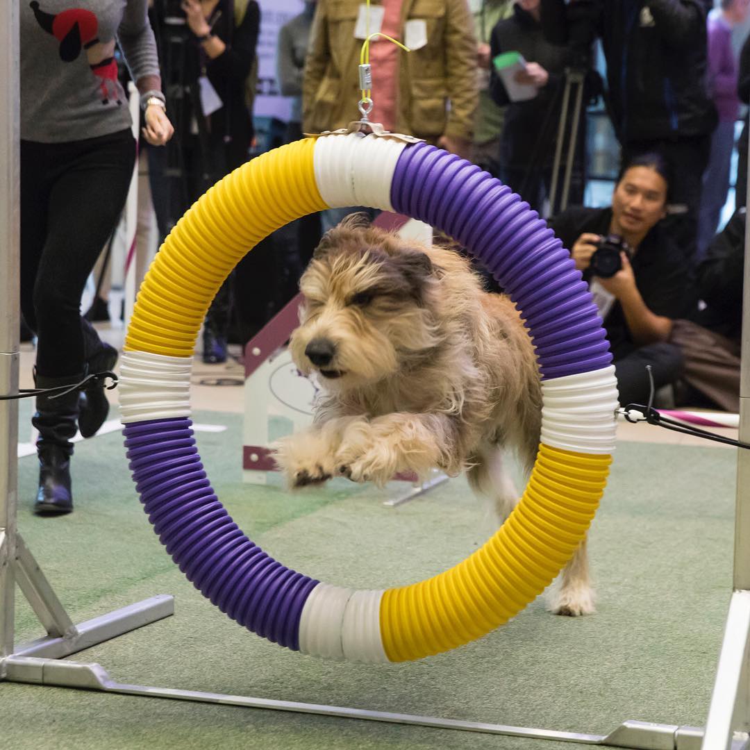 Westminster Dog Show - dog ring jump