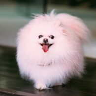 Lisa Vanderpump's pet Pink Dog