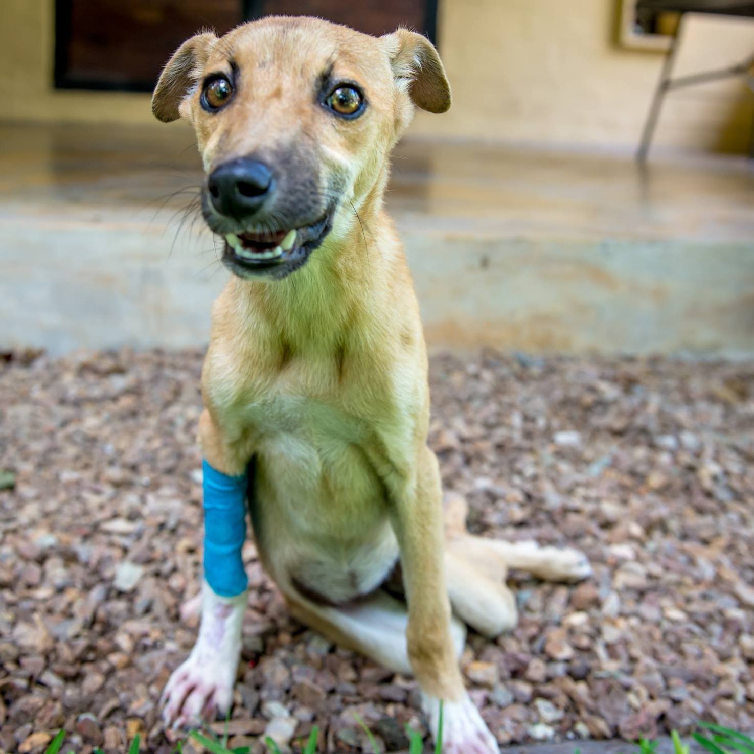 Paralyzed Puppy Drags Herself Through African Wilderness to Safety