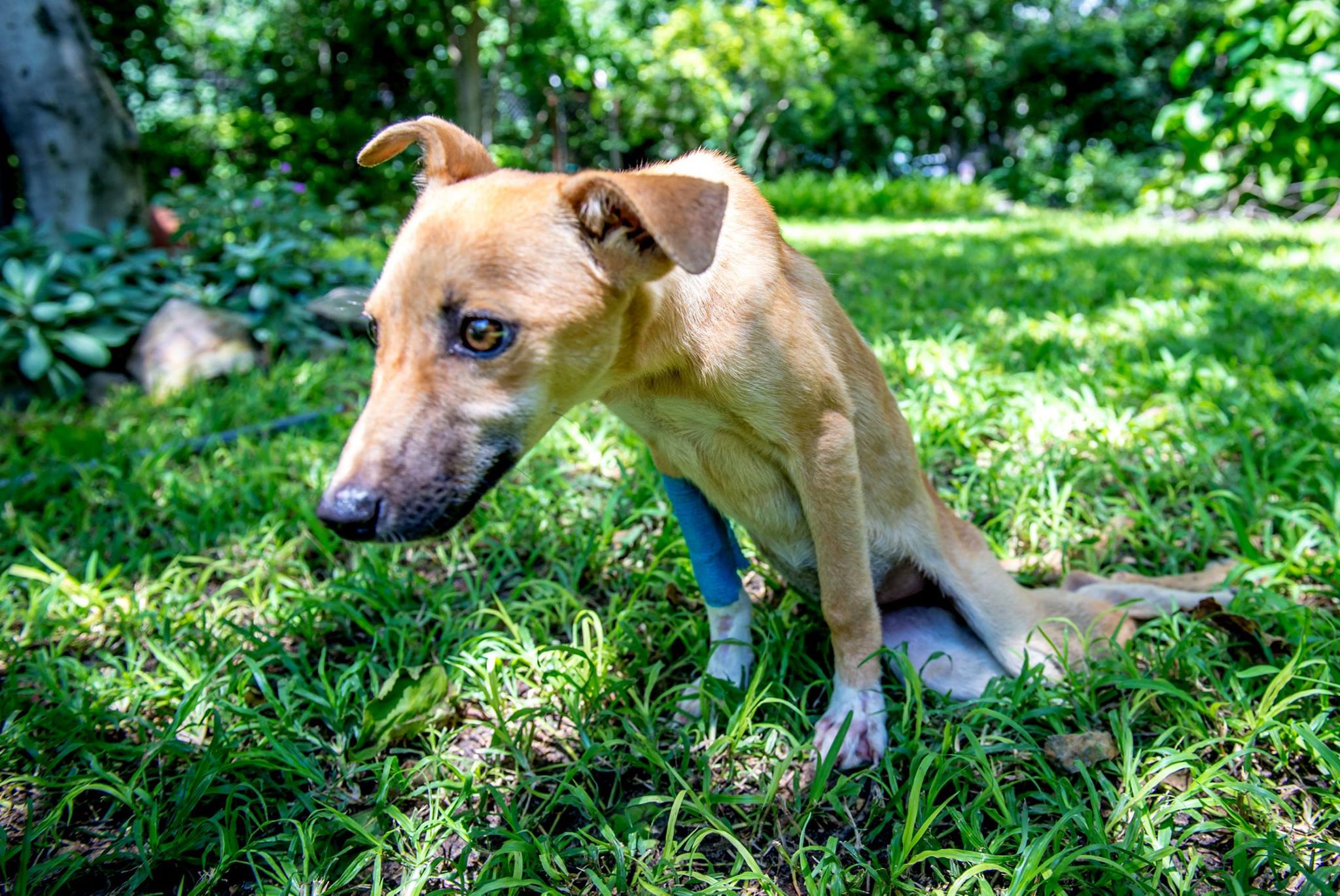 Paralyzed Puppy Drags Herself Through African Wilderness to Safety