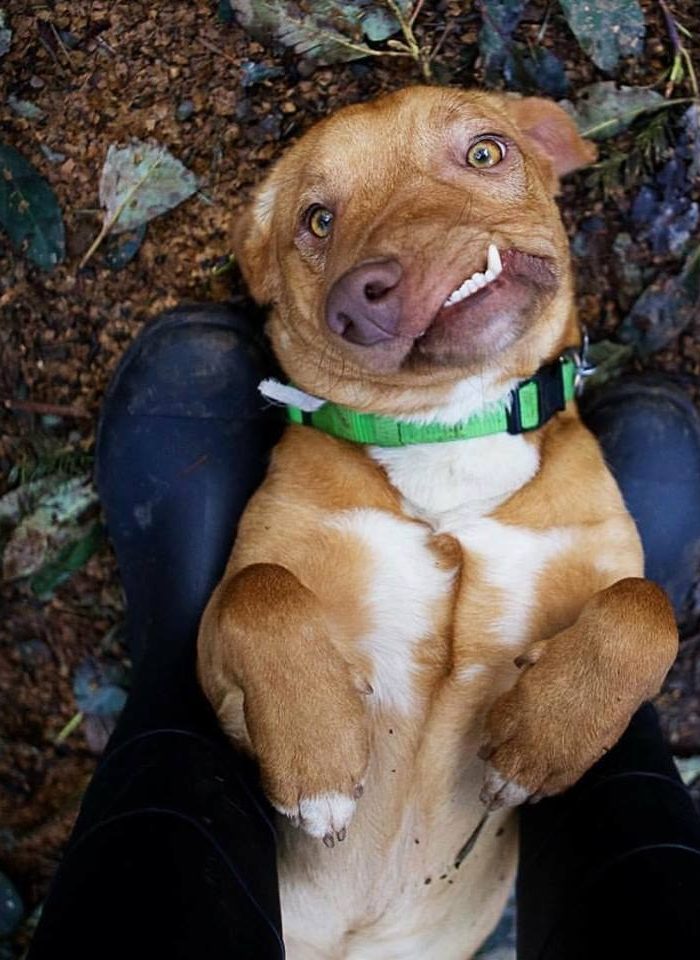 Meet Picasso, The Rescue Pitbull-Corgi Mix With a Special Snout