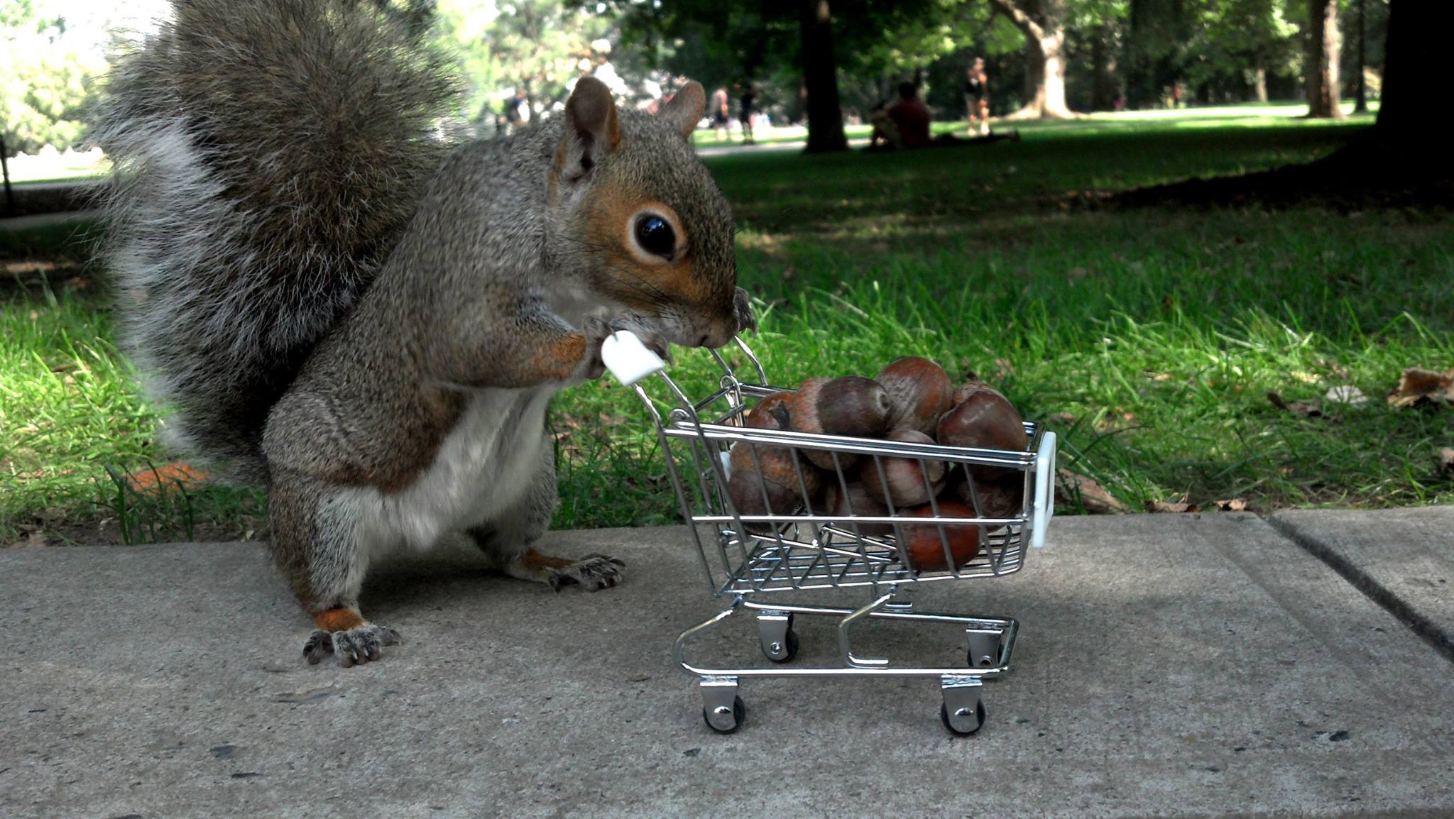 Sneezy The Penn State Squirrel