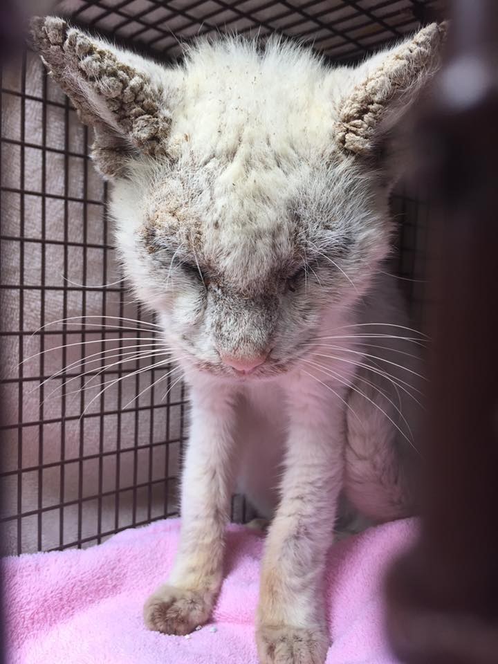 Blind Stray Cat Rescued and Healed, Revealing his Amazing Eyes