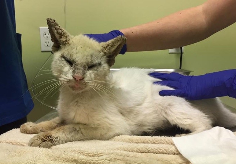 Blind Stray Cat Rescued and Healed, Revealing his Amazing Eyes