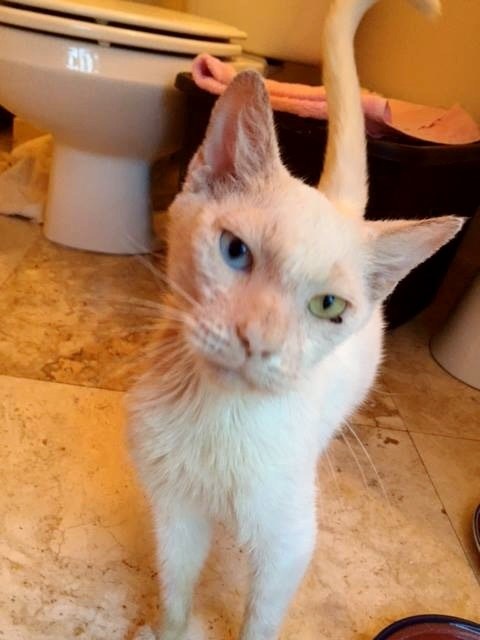 Blind Stray Cat Rescued and Healed, Revealing his Amazing Eyes