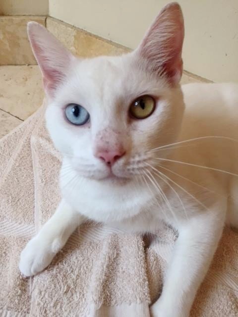 Blind Stray Cat Rescued and Healed, Revealing his Amazing Eyes