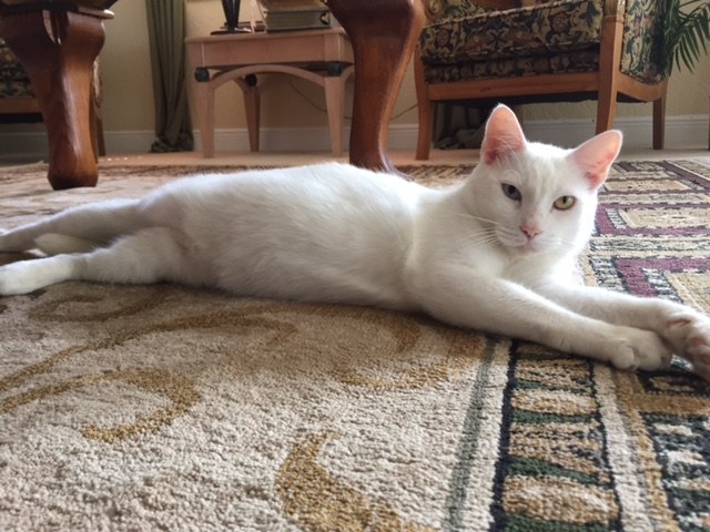 Blind Stray Cat Rescued and Healed, Revealing his Amazing Eyes