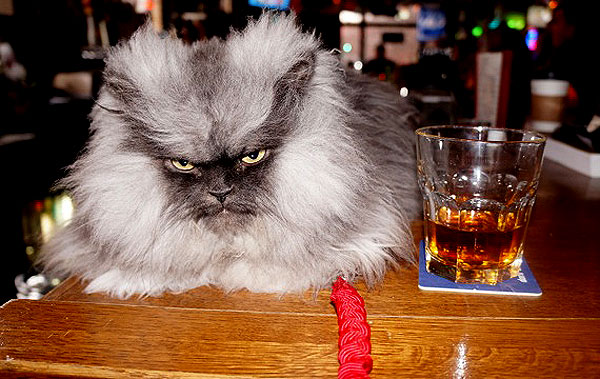 colonel meow