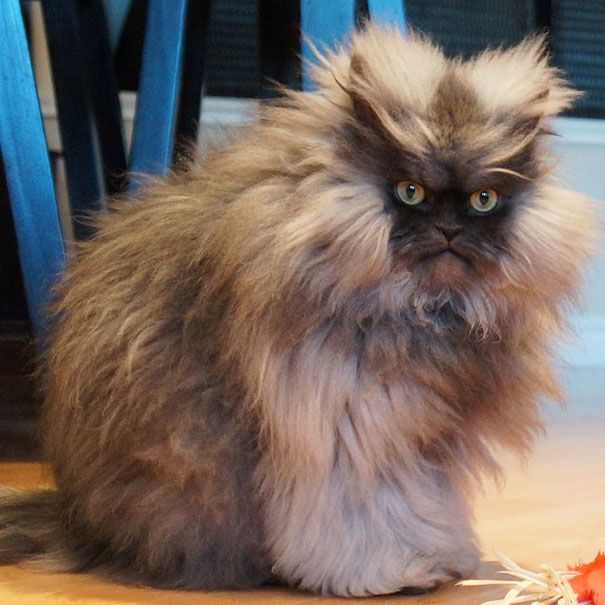 colonel meow