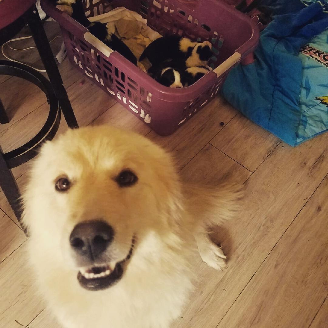 Daisy Dog Mom Rescues Puppies