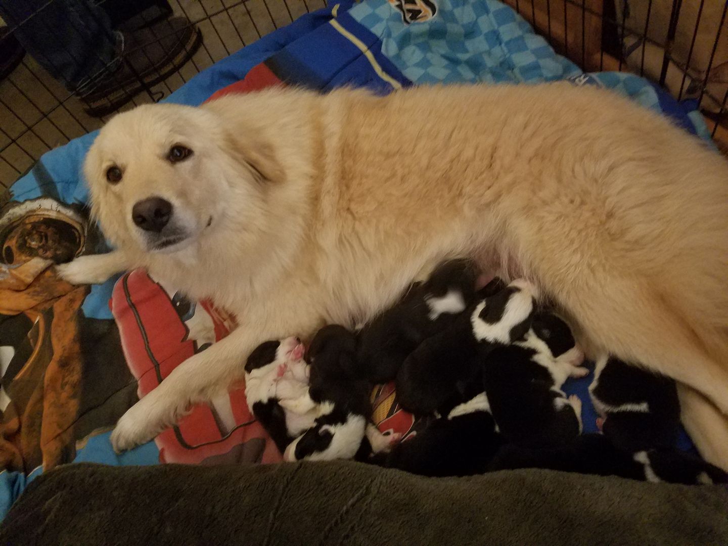 Daisy Dog Mom Rescues Puppies