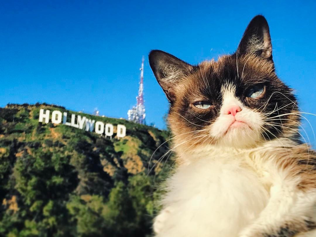Top 10 Instafamous Felines Who Went From Rags to Richest - Celebrity
