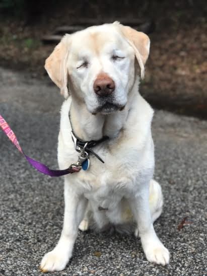 Sage the Blind dog rescued in the woods