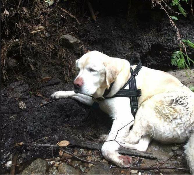 Sage the Blind dog rescued in the woods