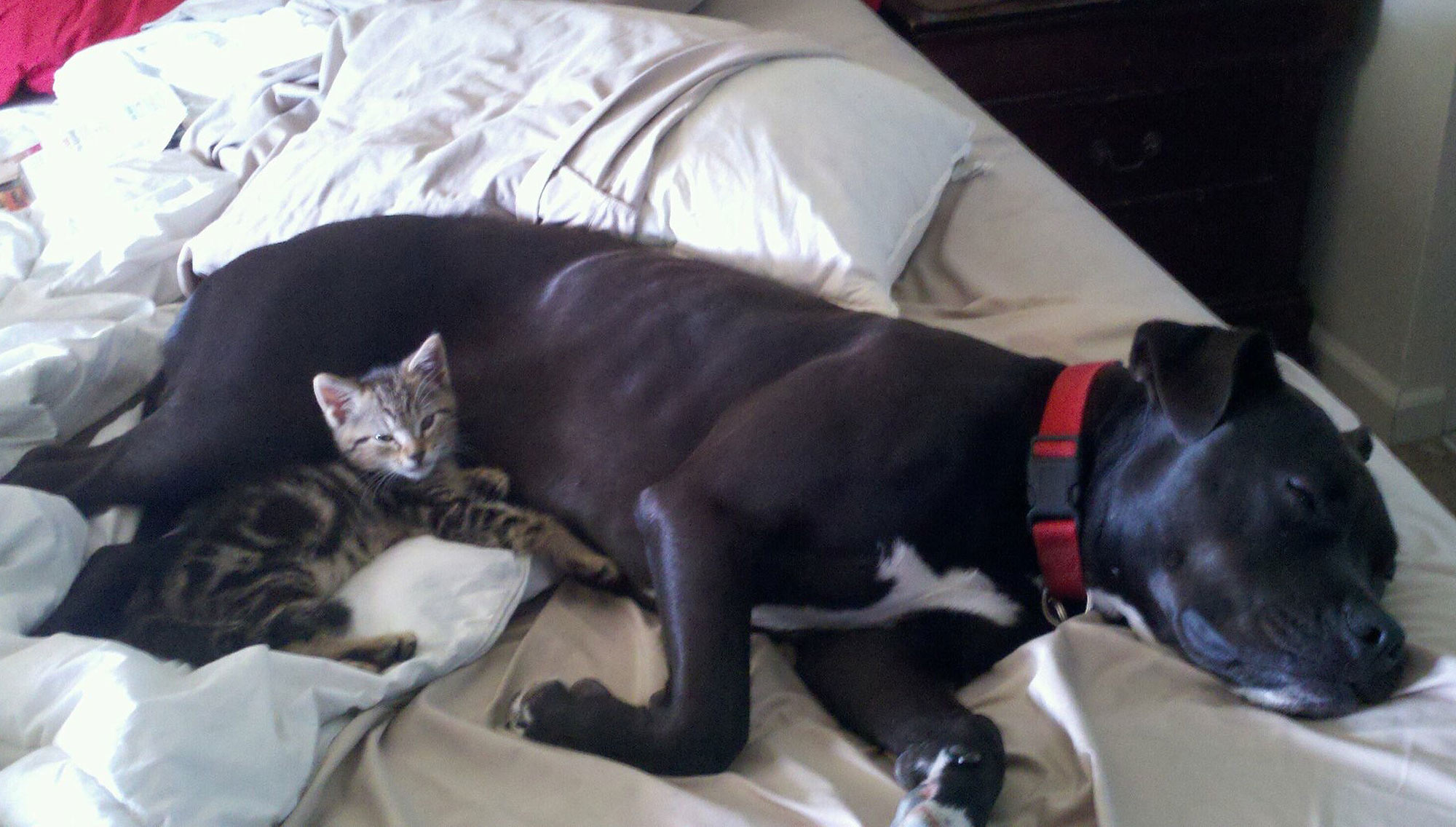 BooBoo the cat’s and her pit bull friend