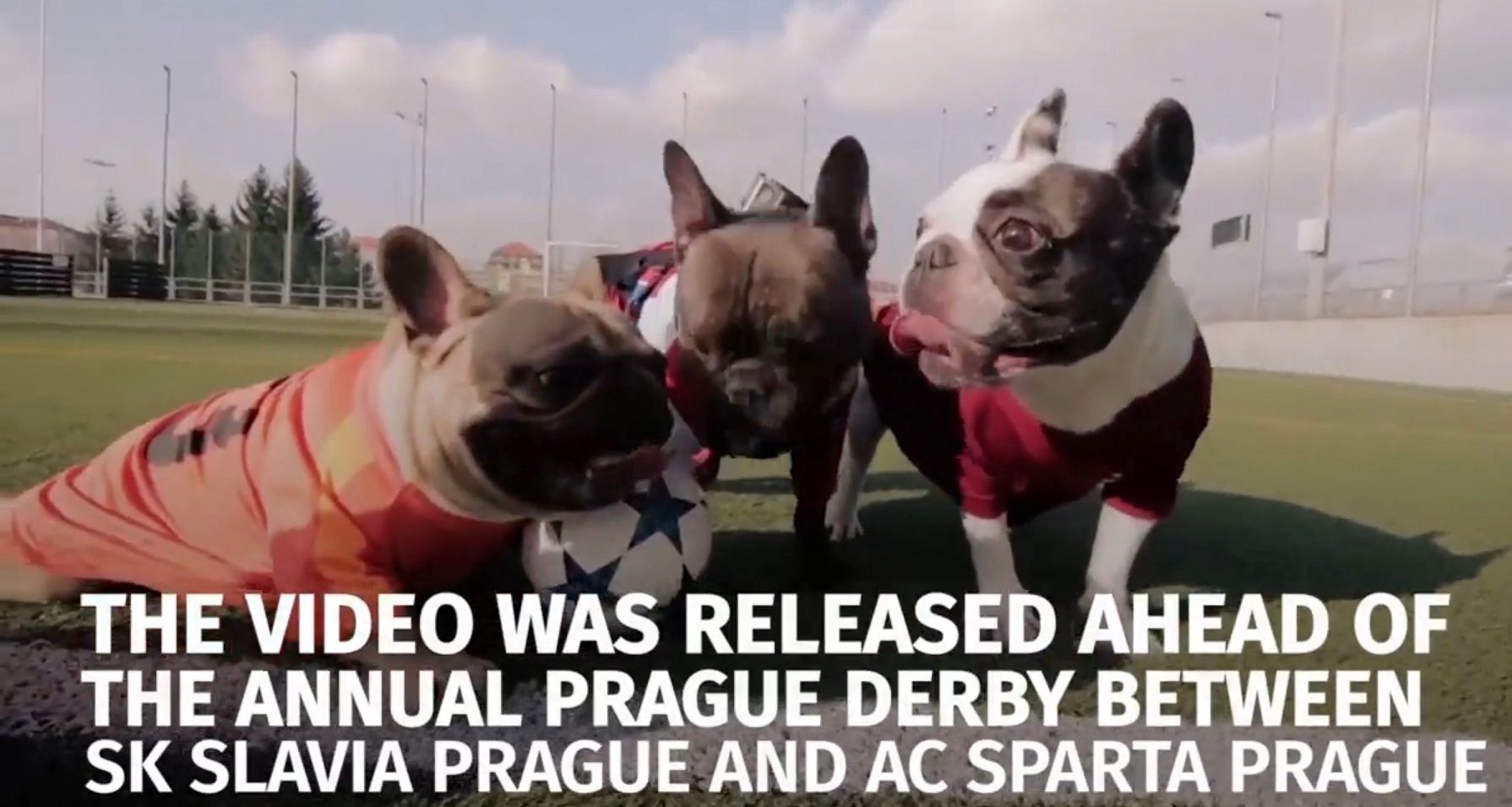 French Bulldogs Playing Soccer for Disabled Dog Charity