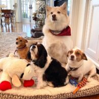Kurt Russell's pet Pack of Dogs