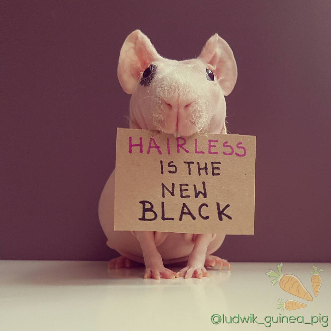 Ludwik The Hairless Guinea Pig - Celebrity Pet Worth