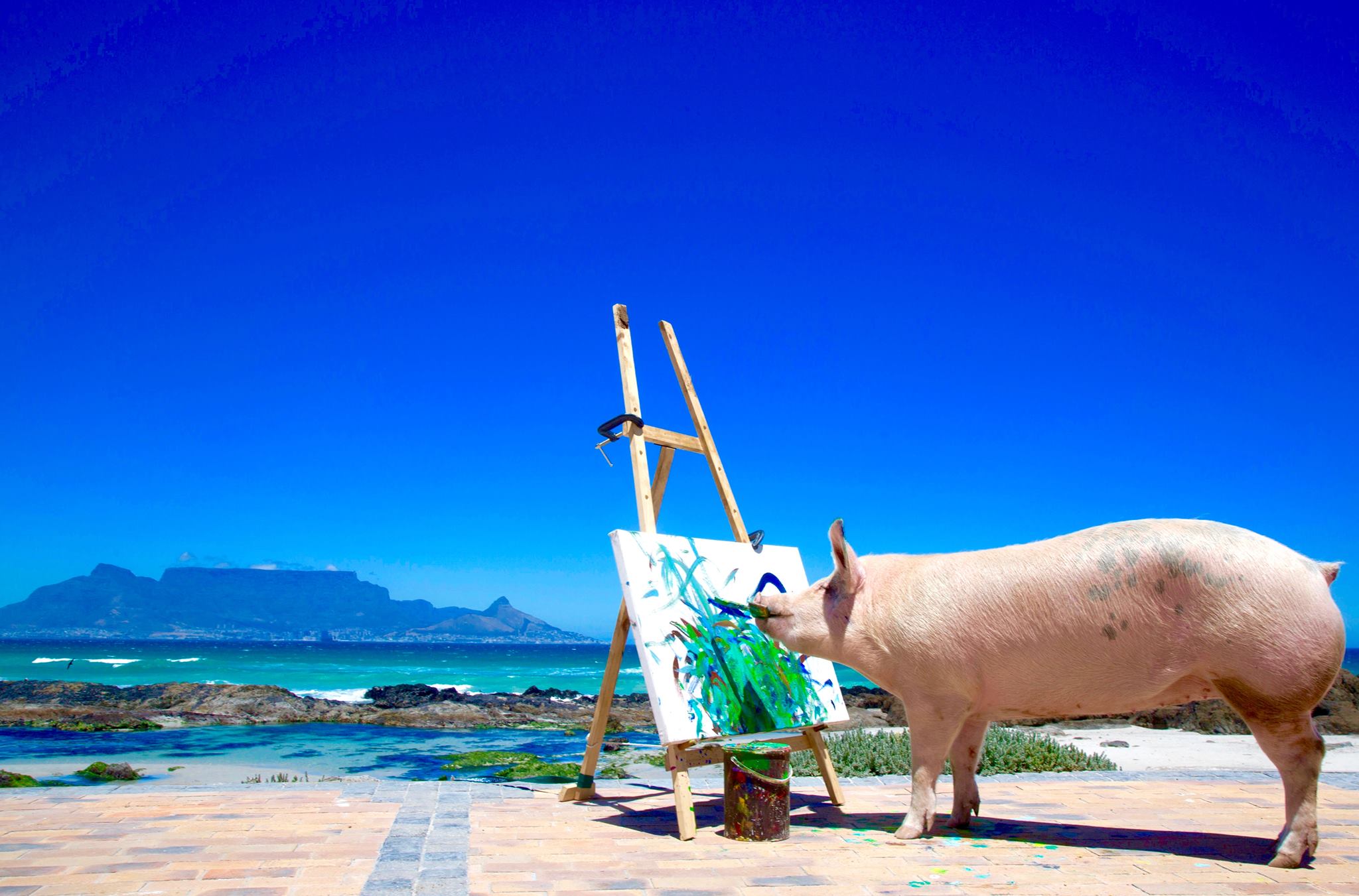 Pigcasso the Pig Paints to Support her Farm Sanctuary