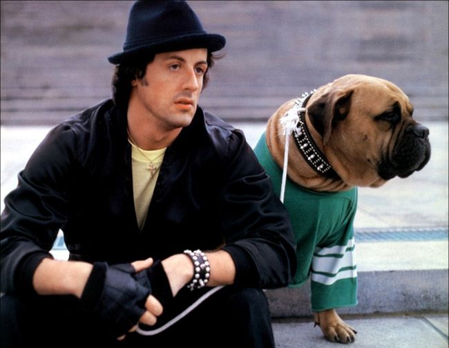 Sylvester Stallone - dog - Butkus Stallone