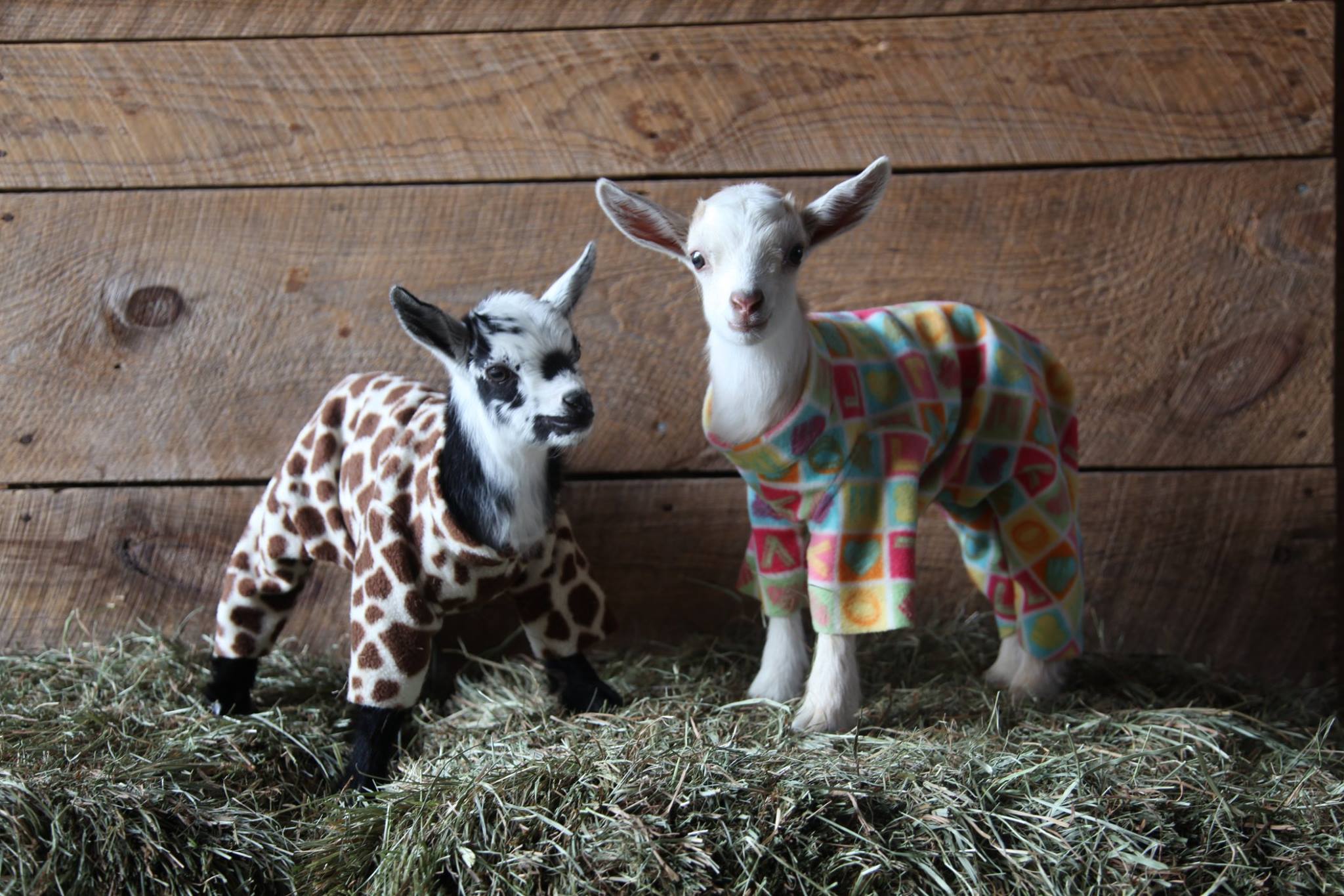 Baby Goats in PJs Frolicking in Colorful Onsies